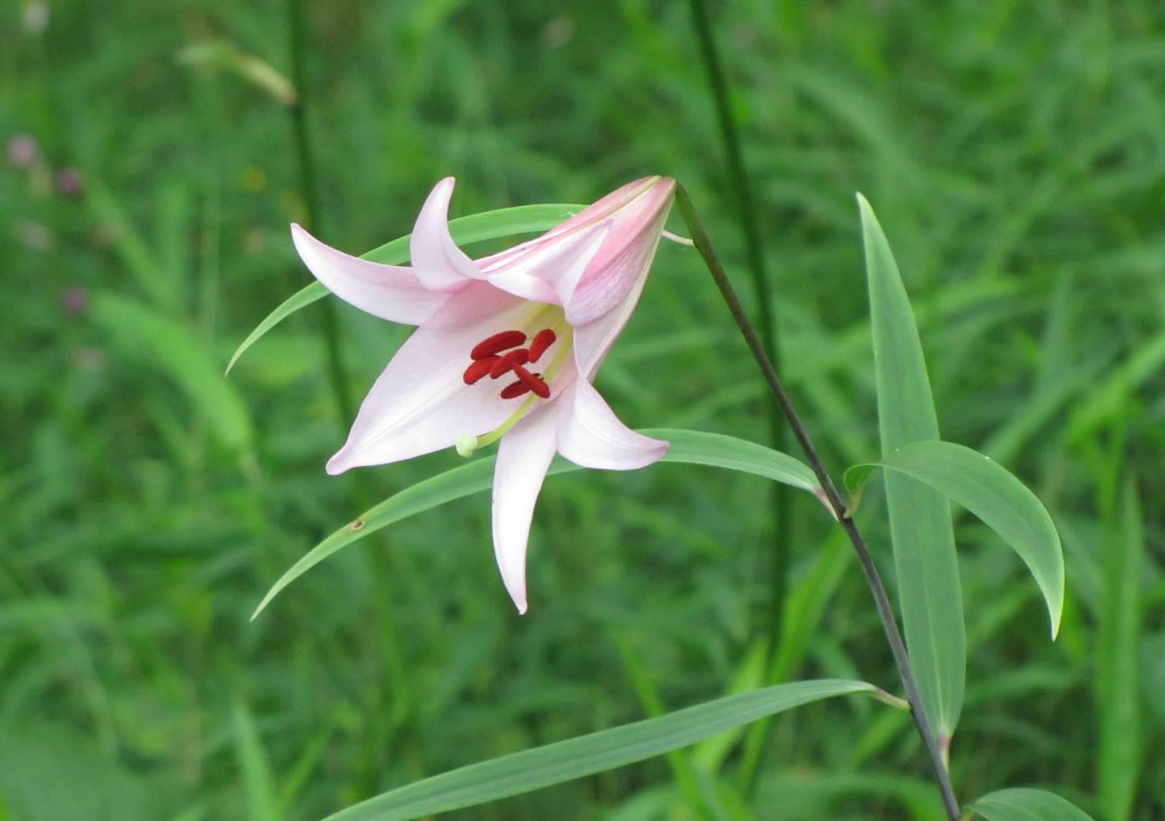 六甲山観光 六甲高山植物園淡いピンクの上品な花 ササユリが咲きました ニュースリリース 阪神電気鉄道株式会社