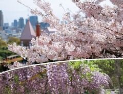 桜と藤の絶景めぐり