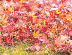 沿線の紅葉名所特集