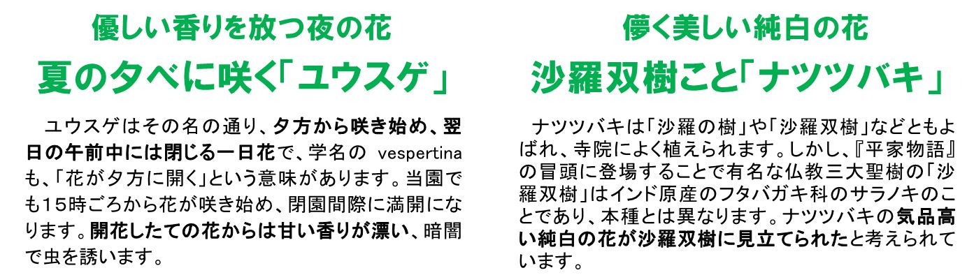 六甲高山植物園 一面に広がる黄色の花畑 約２ ０００株の ニッコウキスゲ が見頃です ニュースリリース 阪神電気鉄道株式会社