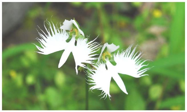 六甲山観光 六甲高山植物園 天翔る白鷺の如き花 サギソウが見頃です ニュースリリース 阪神電気鉄道株式会社