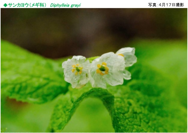 六甲山観光 六甲高山植物園 雨に濡れると透ける花 サンカヨウ が開花しました ニュースリリース 阪神電気鉄道株式会社 六甲山観光 六甲高山植物園 雨に濡れると透ける花 サンカヨウ が開花しました ニュースリリース 阪神電気鉄道株式会社