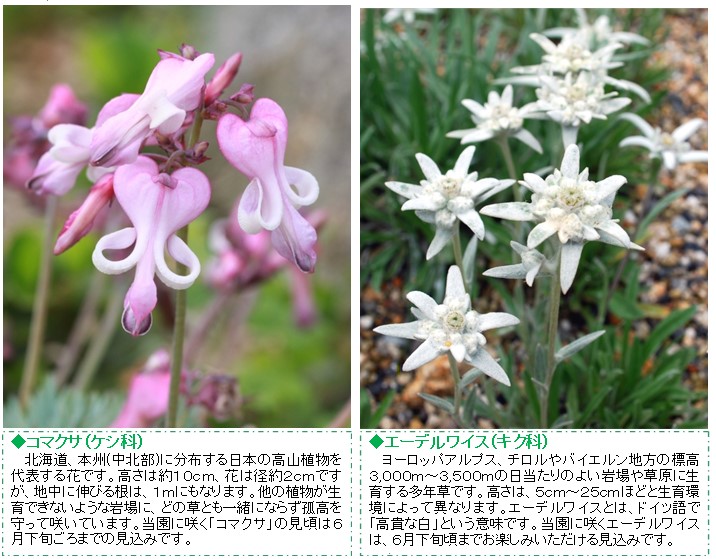 六甲山観光 六甲高山植物園 憧れの高山植物 コマクサとエーデルワイスが見頃です ニュースリリース 阪神電気鉄道株式会社