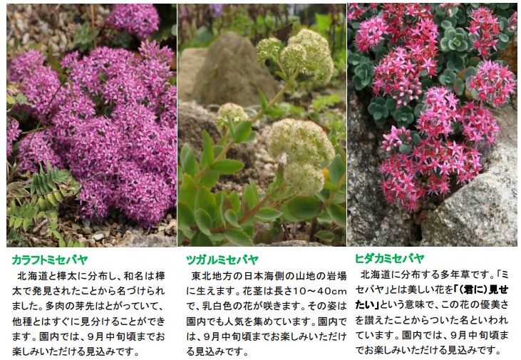 六甲山観光 六甲高山植物園 秋に咲く数少ない高山植物 様々な ミセバヤ の仲間が見頃です ニュースリリース 阪神電気鉄道株式会社