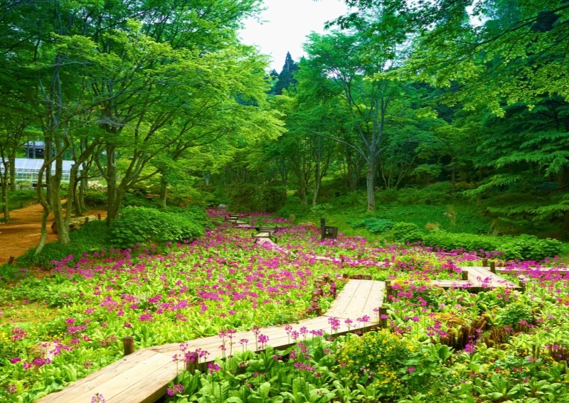六甲高山植物園の写真