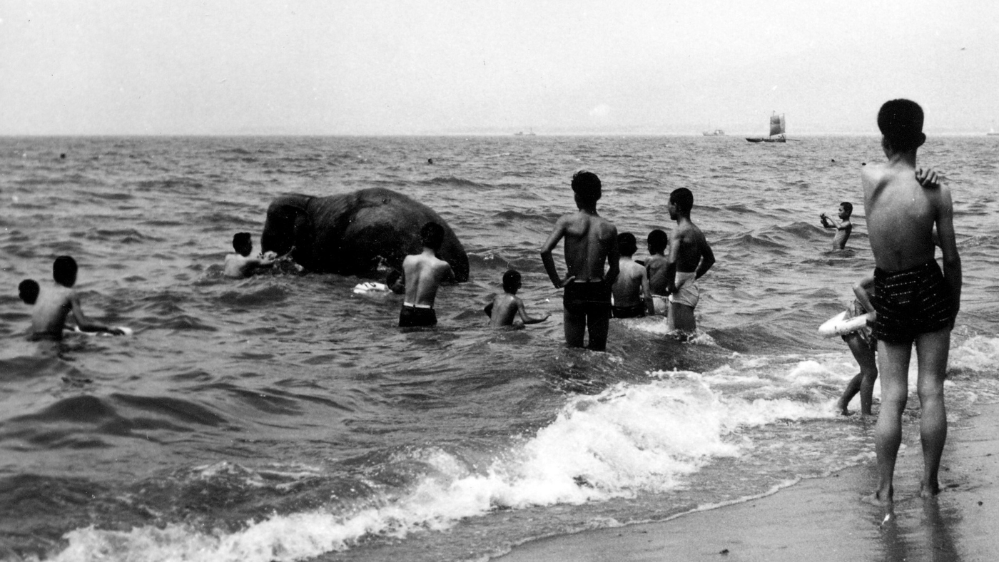 甲子園海水浴場にやってきた甲子園阪神パークの象・キク子＜1957年＞